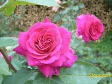 Blackberry Nip (Блекбері Ніп) (Мультифлора)